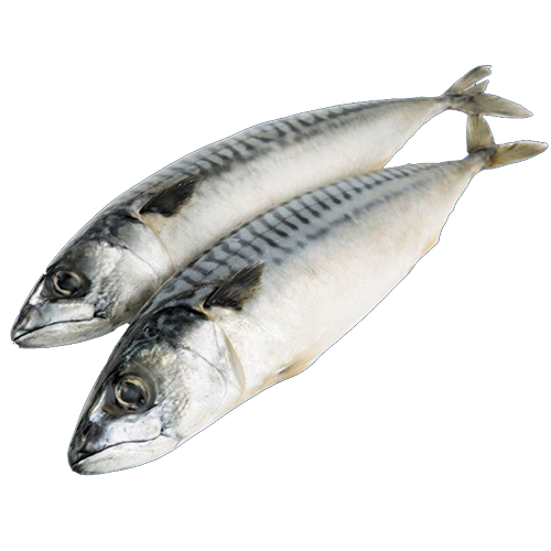 Скумбрия
