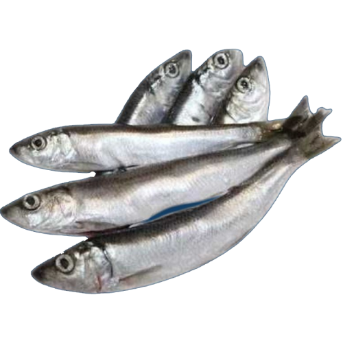 Салака балтийская