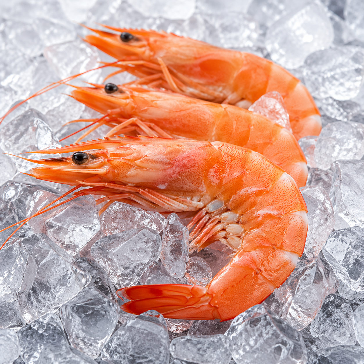 Изображение креветок